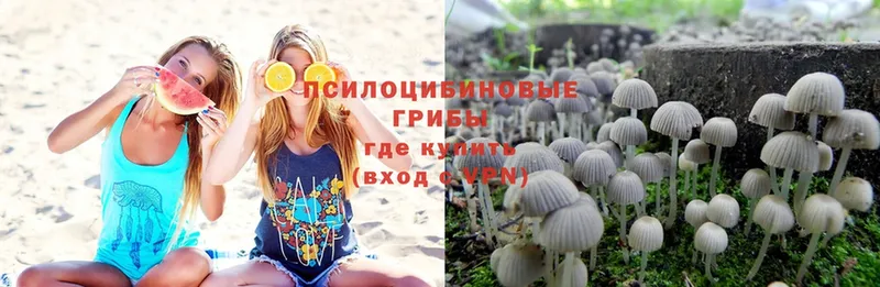 где купить   Катав-Ивановск  Галлюциногенные грибы Psilocybe 